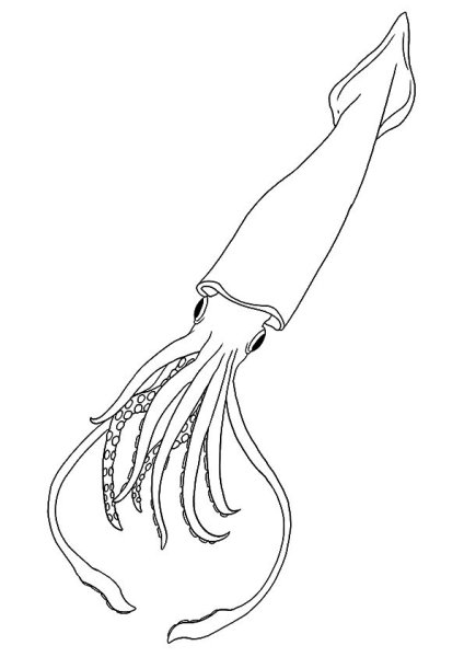 Раскраски Осьминоги и кальмары