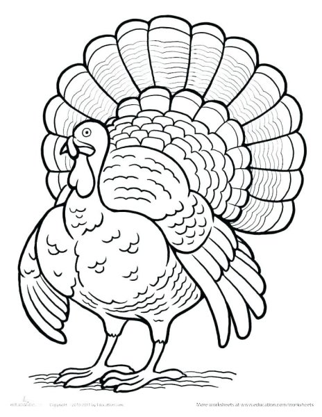 Индюк раскраска для детей