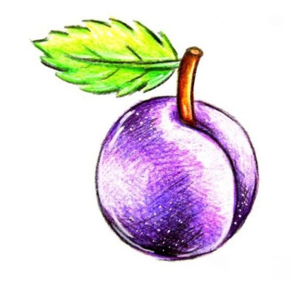 Слива картинка для детей