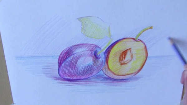 Сливы цветными карандашами