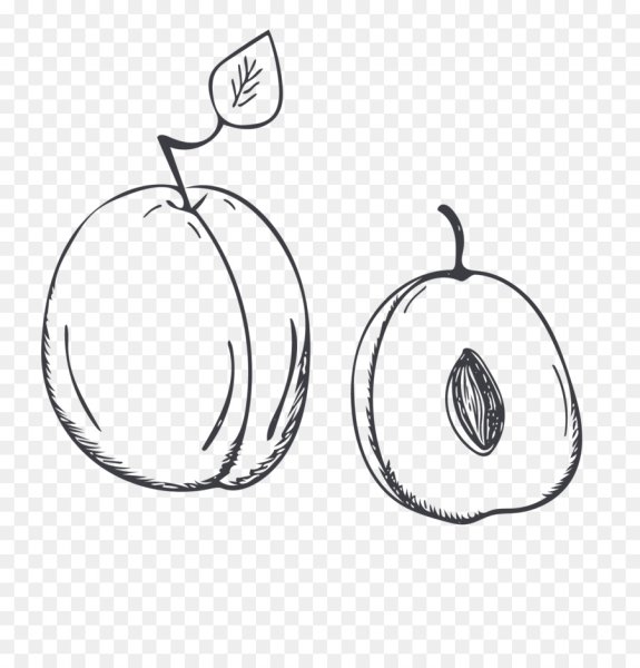 Рисование сливы