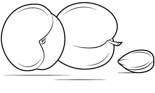 Слива скетч