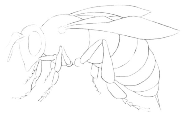 Рисование Пчелка для малышей