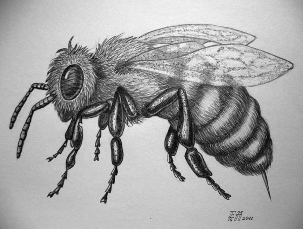 Оса рисунок