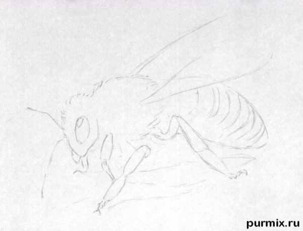 Рисунок пчелки для детей карандашом срисовать