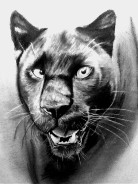 Пантера карандашом