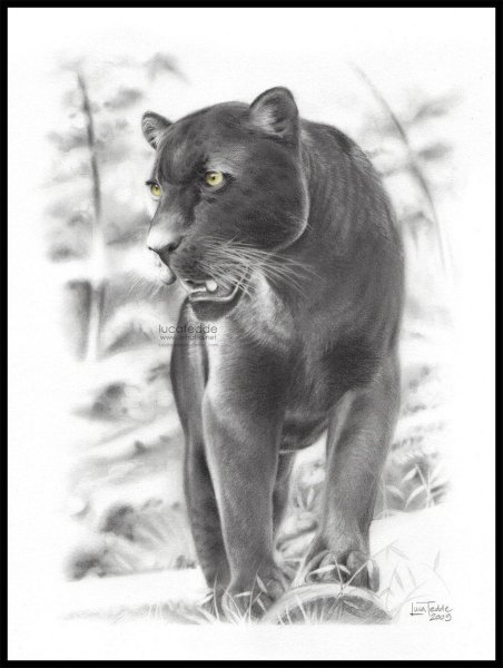 Пантера рисунок для срисовки