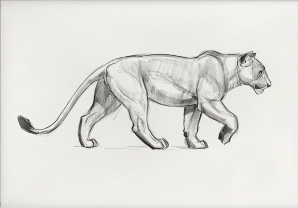 Львица набросок