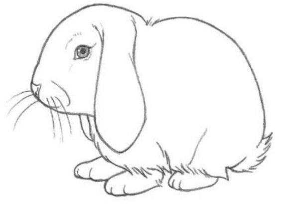 Как нарисовать зайца сбоку