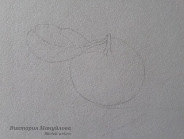 Мандарин рисунок карандашом