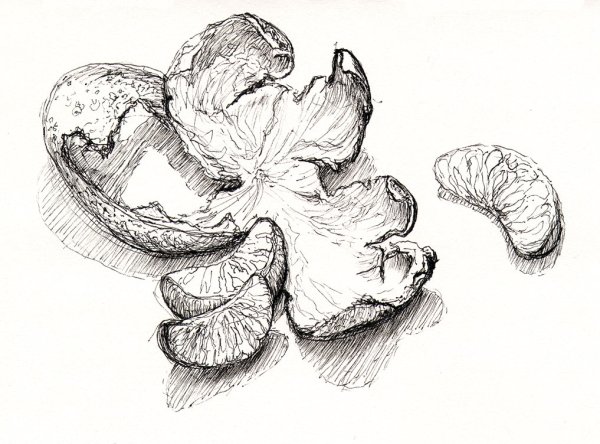 Мандарин рисунок карандашом