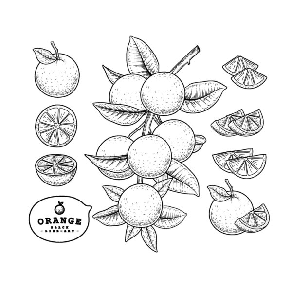 Апельсин цветными карандашами