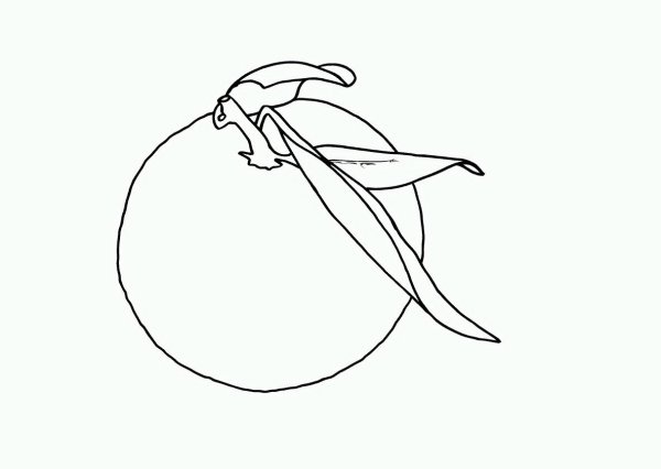 Скетчинг мандарины