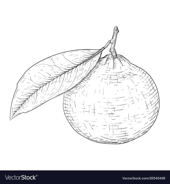 Нарисовать апельсин карандашом