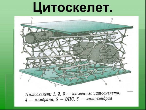 Схематическое строение цитоскелета