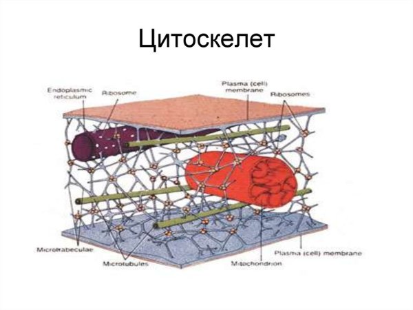 Строение цитоскелета в эукариотической клетке