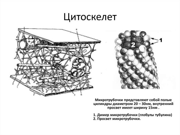 Гиалоплазма и цитоскелет