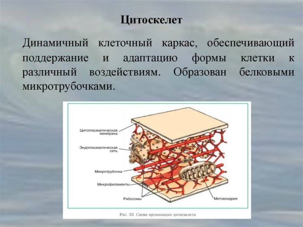Цитоскелет гиалоплазмы