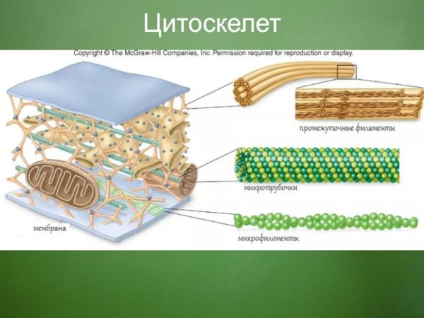 Цитоскелет микрофиламенты