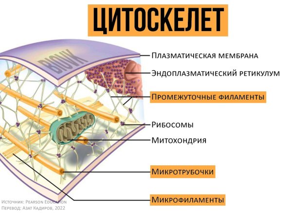 Строение цитоскелета клетки схема
