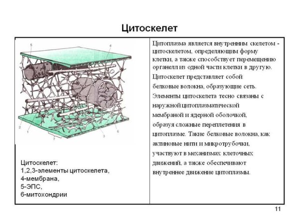 Строение цитоплазмы гиалоплазма и цитоскелет