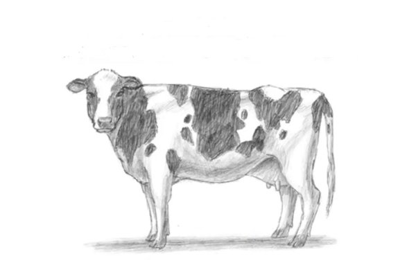 Корова для рисования
