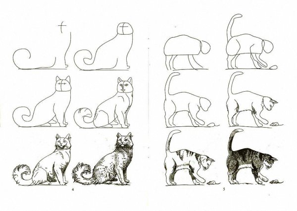Схема рисования кошки