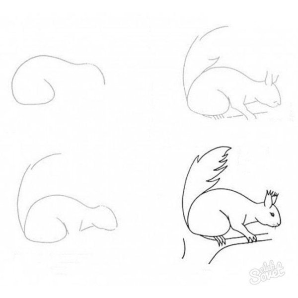 Рисунок белки карандашом для детей