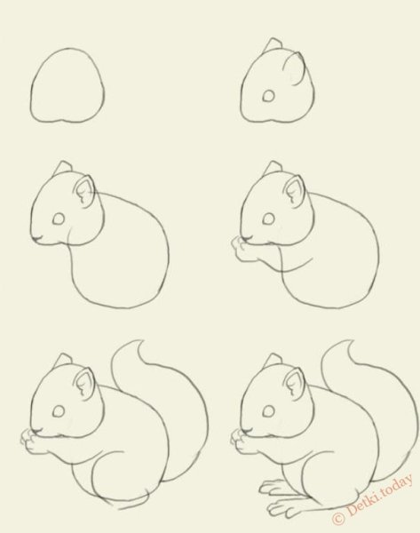 Поэтапное рисование белочки