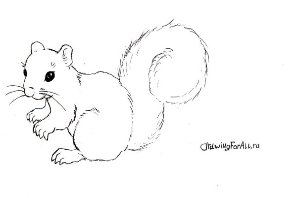 Поэтапное рисование белки