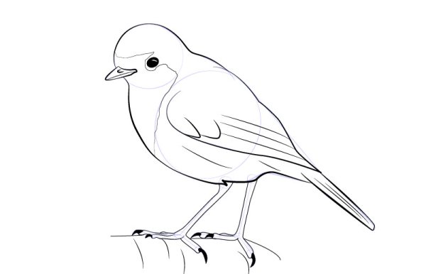 Малиновка раскраска