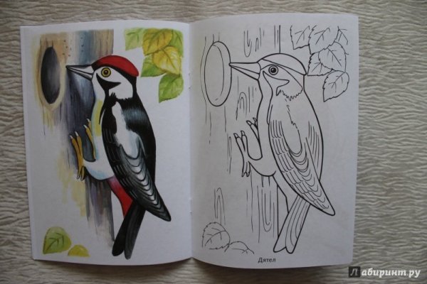 Дятел рисунок карандашом