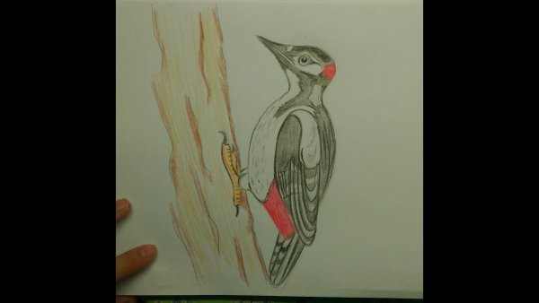 Рисование дятла