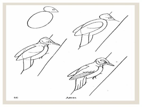 Дятел раскраска