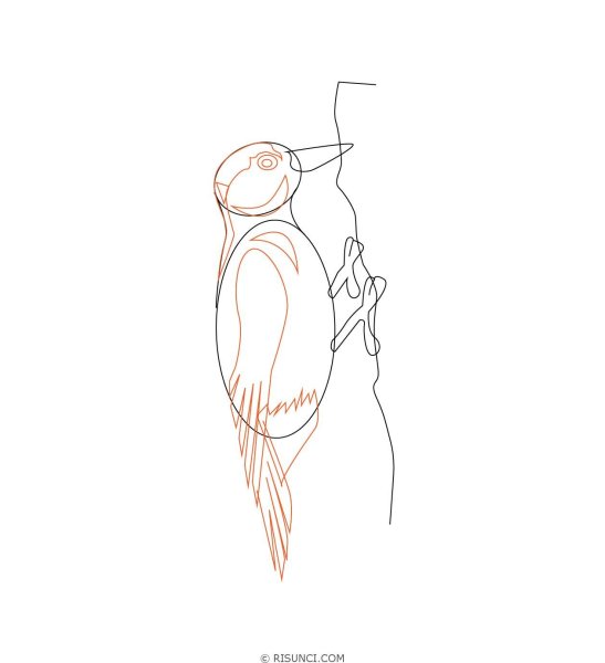 Дятел поэтапное рисование для детей