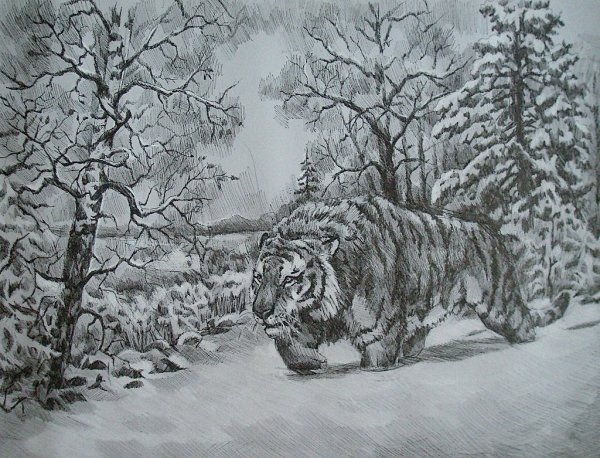 Зимний лес рисунок карандашом