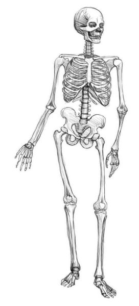 Скелет карандашом