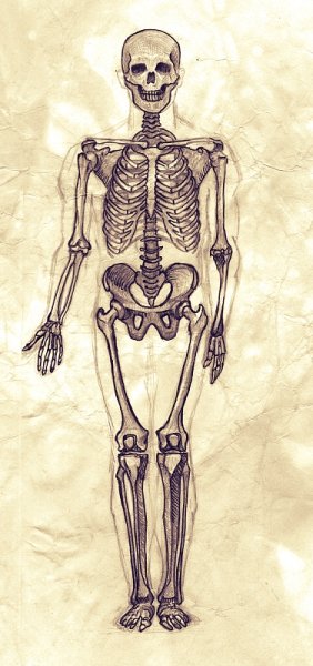Скелет человека для рисования