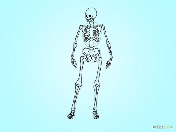 Скелет грудной клетки карандашом анатомия