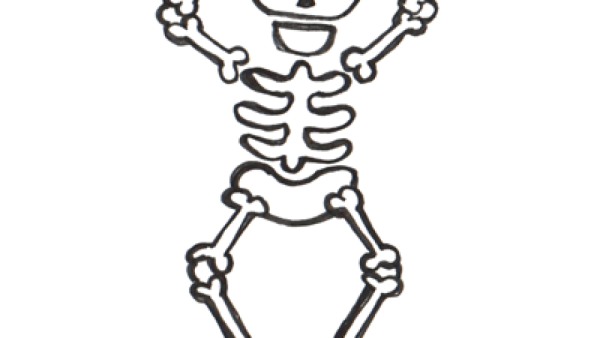 Скелет по пояс