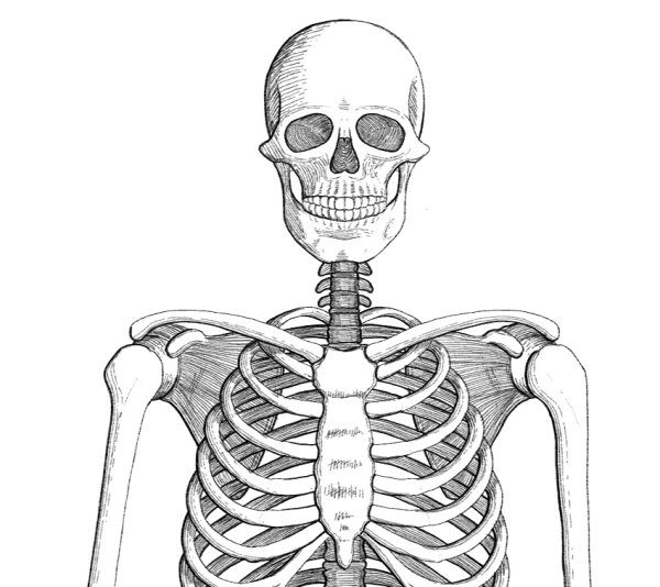 Скелет человека рисунок карандашом