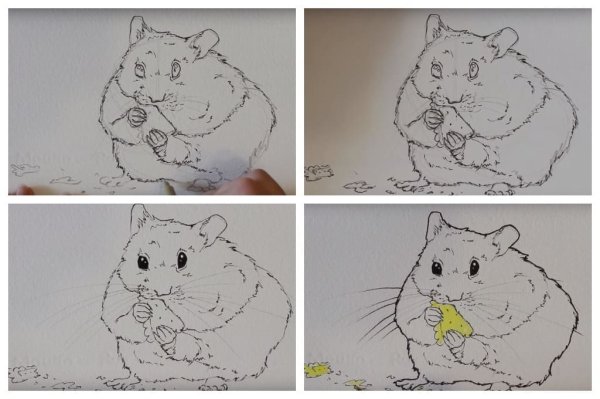 Поэтапный рисунок хомяка