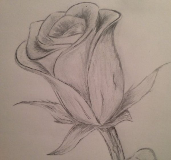 Цветы карандашом