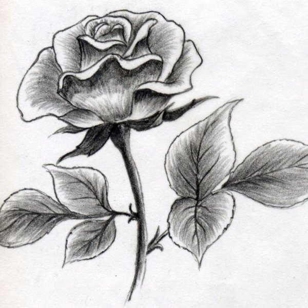 Роза рисунок карандашом простой