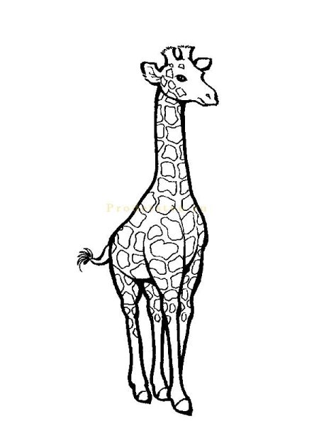 Жираф раскраска для детей