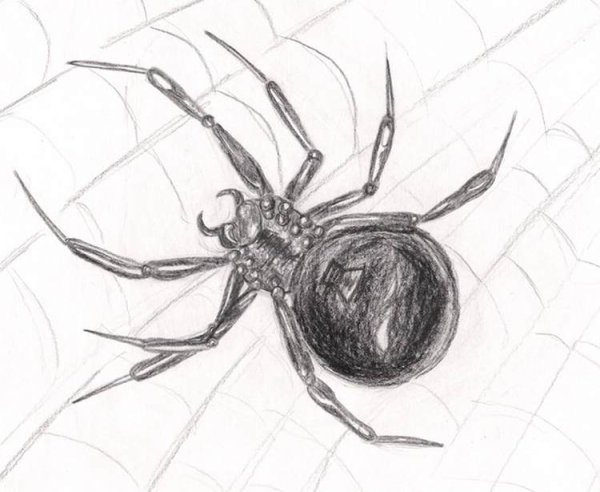 Рисунки пауков карандашом