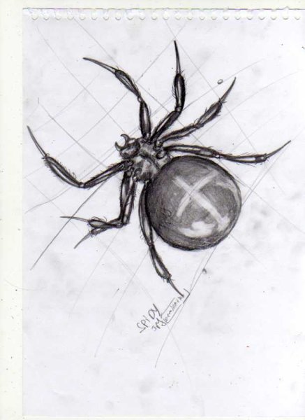 Вдова крестовика паук