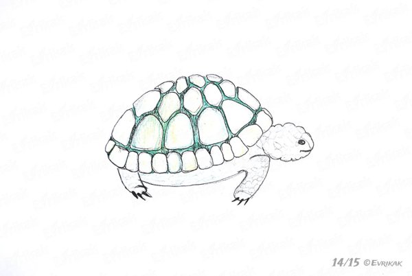 Поэтапное рисование черепахи