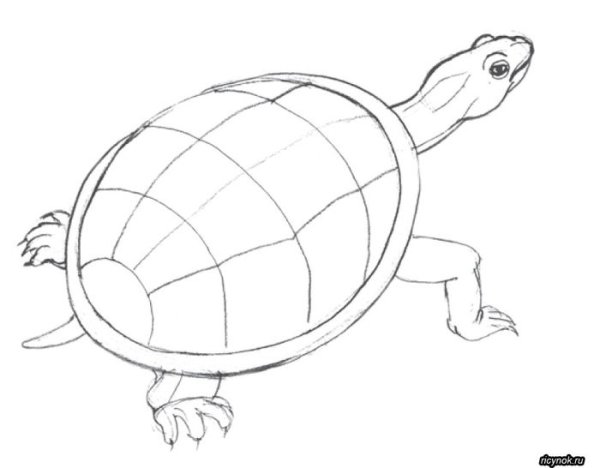 Черепаха рисунок карандашом