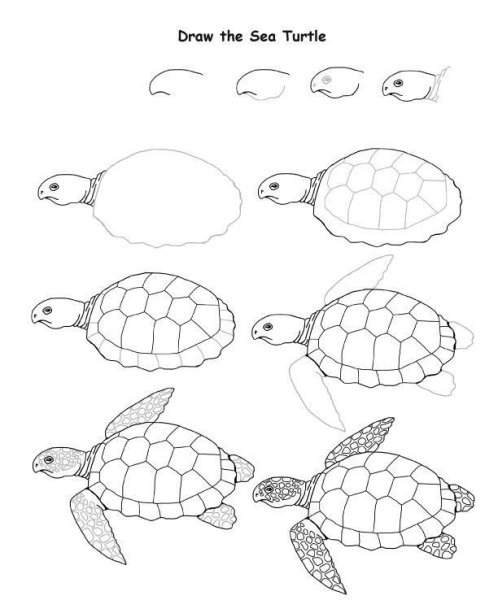 Как рисовать черепаху